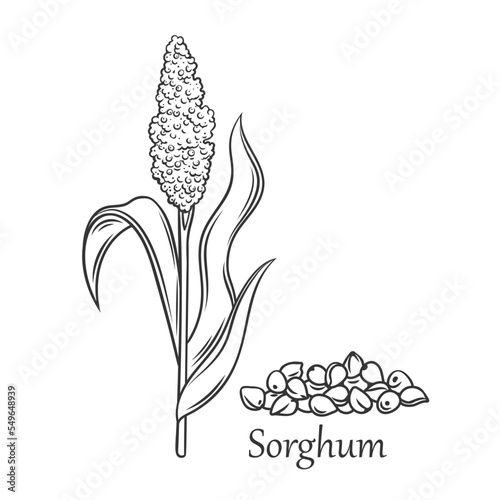 Sorghum cereal crop outline icon vector illustration. Line hand drawn grain plant with seeds and leaf on stalk spikelet, agriculture sorgho grass from field, sorgo organic harvest and Sorghum text