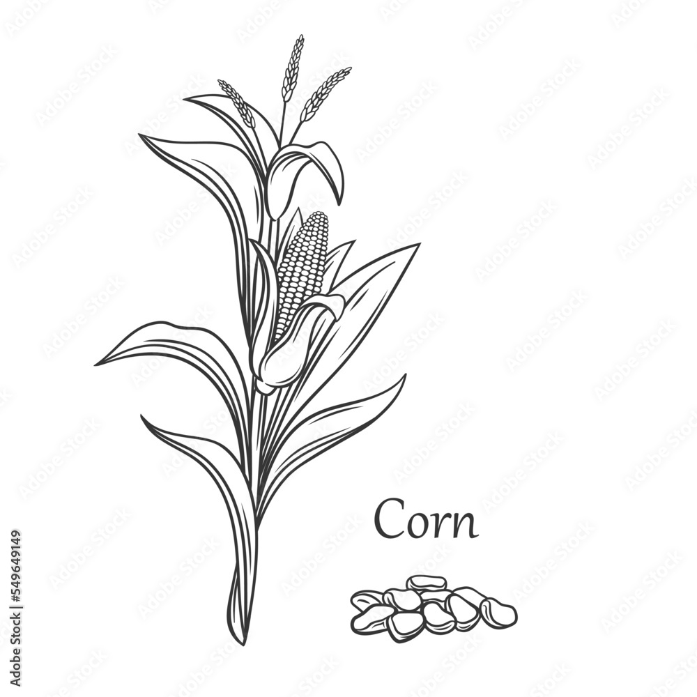 Wheat ears cereals crop sketch set Royalty Free Vector Image