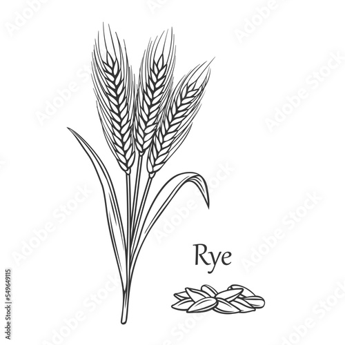 Rye cereal crop outline icon vector illustration. Line hand drawn grain plant with seeds and spikes on ears, stalk and leaf, sketch of organic agriculture harvest from farmers field and Rye text