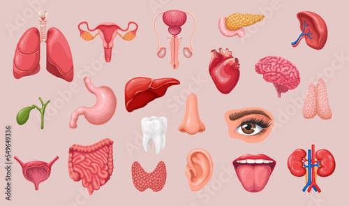 Healthy internal organs of digestive, urinary, male and female reproductive system, sense organs and brain in medical collection. Cartoon anatomy of human body set vector illustration.