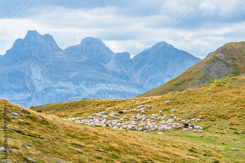 Flock of sheep in mountain landscape, Spanish Pyrenees