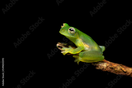 Teratohyla spinosa (common name: spiny Cochran frog) is a species of frog in the family Centrolenidae. It is found in the Pacific lowlands