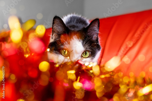 A cat on a red background in tinsel, a Christmas picture with a cat