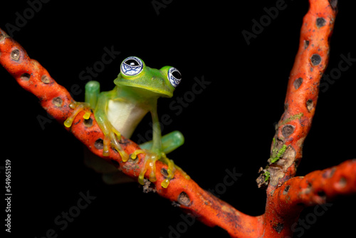 Sachatamia ilex is a species of frog in the family Centrolenidae. Common name Limon giant glass frog and it is also known as the ghost glass frog. photo