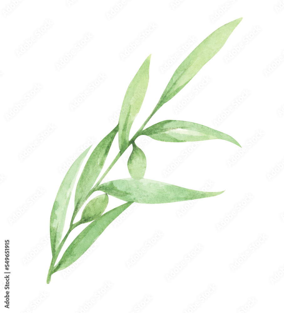 Fototapeta premium Watercolor olive branch with leaves and fruits. Floral illustration for design, print, fabric or background.