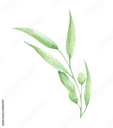 Fototapeta Naklejka Na Ścianę i Meble -  Watercolor olive branch with leaves and fruits. Floral illustration for design, print, fabric or background.