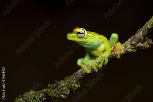 Canal Zone tree frog (Boana rufitela) is a species of frog in the family Hylidae found in the Caribbean lowlands of eastern Nicaragua, Costa Rica, and central Panama