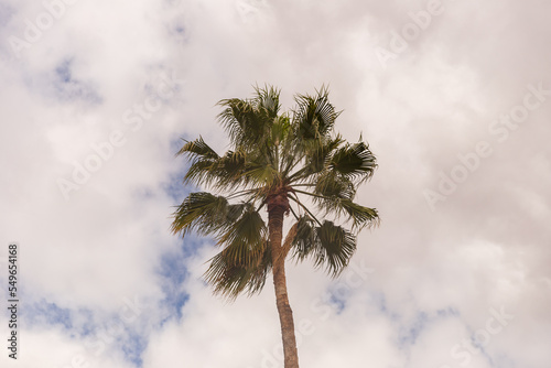 Palm tree against blue sky © ern