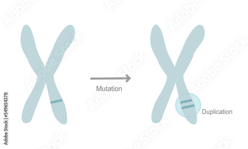 The mutation site on chromosome that showed the duplication mutation type
