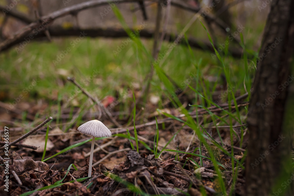 Soft focused shot of tiny forest mushroom on dry autumn leaves and grass background. Fall wild nature Soft focused shot of tiny forest mushroom on dry autumn leaves and grass background. Fall wild nature