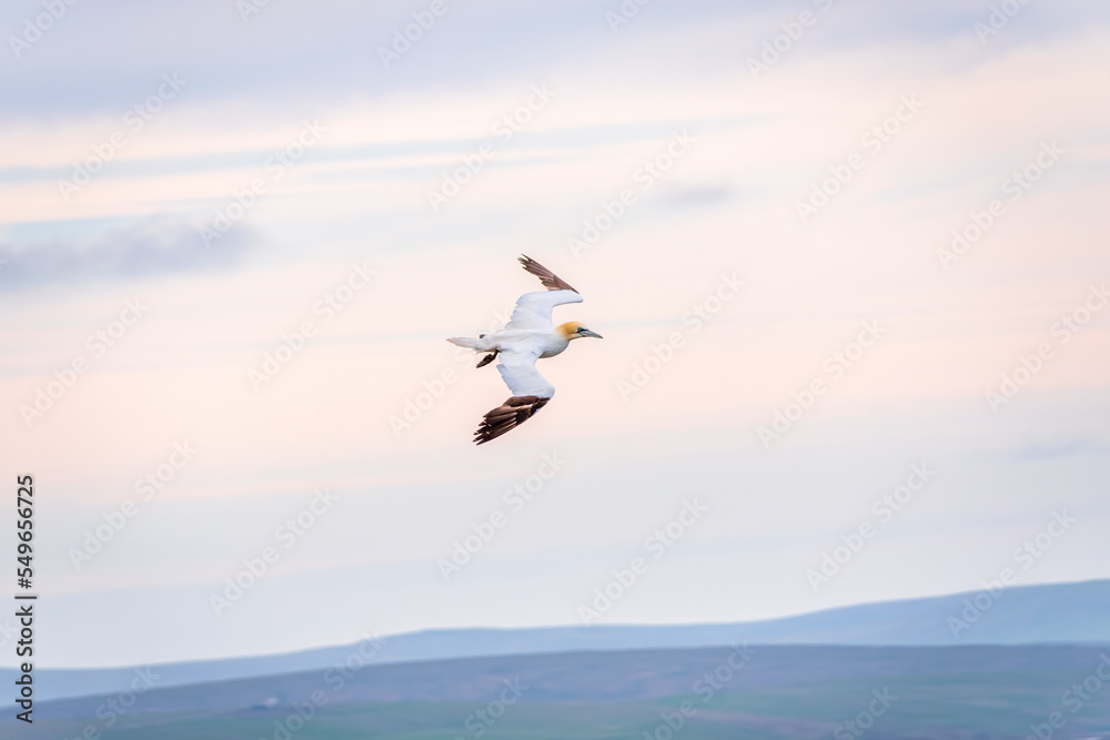 Lone gannet flying against sky Lone gannet flying against sky