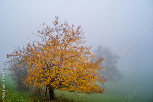 kirschbaum mit bunten blättern im nebel