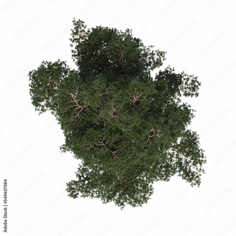 Fototapeta premium tree top view, isolated on white background, 3D illustration, cg render