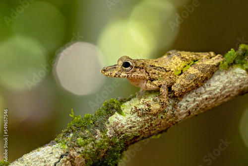 Scinax boulengeri (commonly known as Boulenger's snouted tree frog) is a species of frog in the family Hylidae. It is found in Colombia, Costa Rica, Nicaragua, Panama