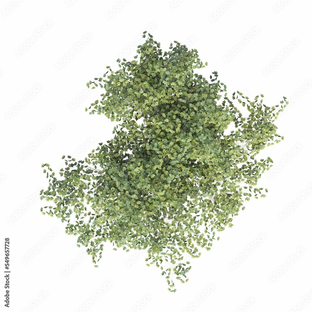 Obraz premium tree top view, isolated on white background, 3D illustration, cg render
