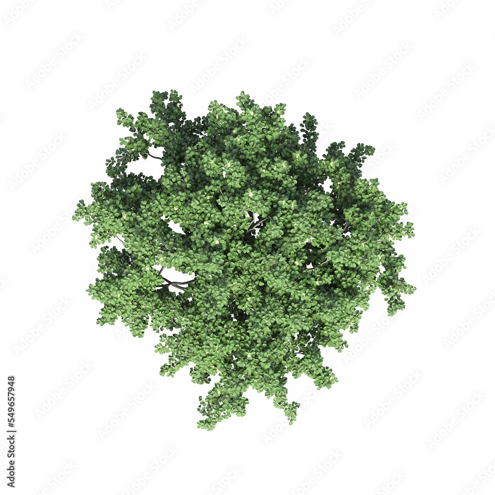Obraz premium tree top view, isolated on white background, 3D illustration, cg render