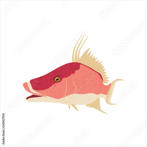 HogFish Vector template. Great to use as your Hogfish fishing Activity.