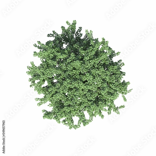 tree top view, isolated on white background, 3D illustration, cg render