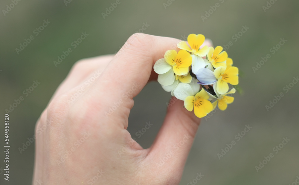 Close up yellow pansies concept photo. Female hand. Pretty bouquet. First view hand photography with grey background. High quality picture for wallpaper, travel blog, magazine, article Close up yellow pansies concept photo. Female hand. Pretty bouquet. First view hand photography with grey background. High quality picture for wallpaper, travel blog, magazine, article