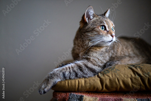 Portrait of alerted cat lying on cushion photo