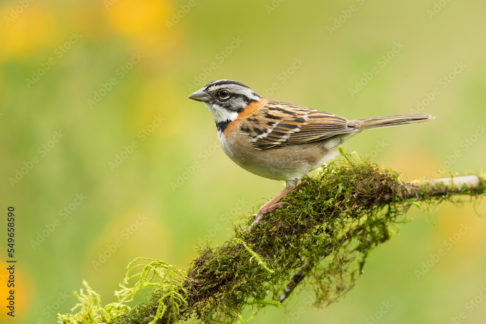 Naklejka premium Rufous-collared sparrow or Andean sparrow (Zonotrichia capensis) is an American sparrow found in a wide range of habitats, often near humans, from the extreme south-east of Mexico
