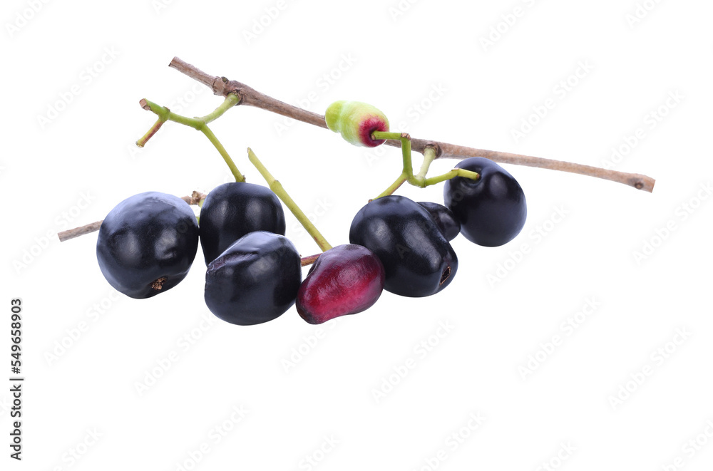 Jambolan plum or Java plum isolated transparene png Jambolan plum or Java plum isolated transparene png