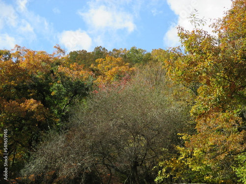 Fototapeta Naklejka Na Ścianę i Meble -  熊本県阿蘇郡南小国町、マゼノ渓谷の美しい紅葉の風景