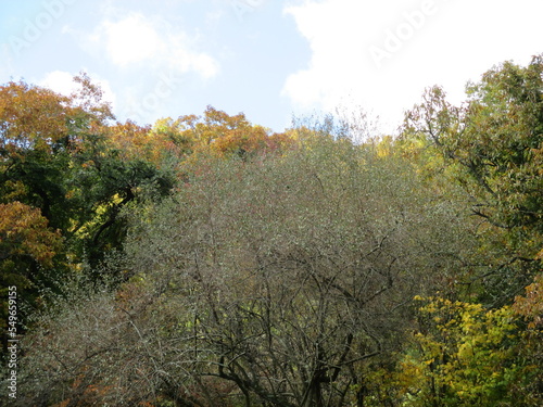 Fototapeta Naklejka Na Ścianę i Meble -  熊本県阿蘇郡南小国町、マゼノ渓谷の美しい紅葉の風景