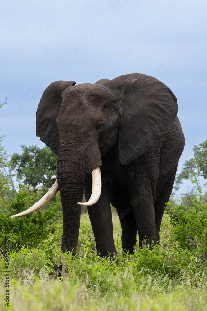 a big bull african elephant in the wild