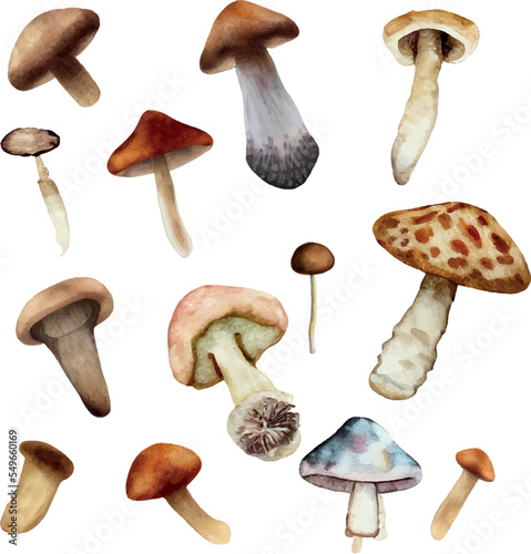 Vector collection of detailed hand painted mushrooms set isolated on white background. Watercolor botany illustrations