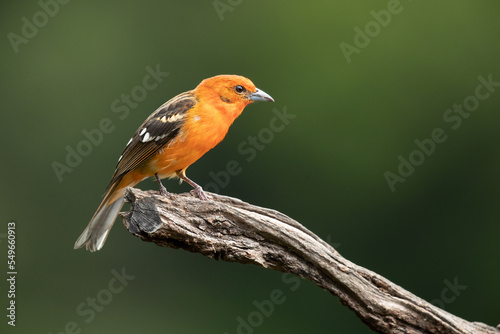 Flame-colored tanager (Piranga bidentata), formerly known as the stripe-backed tanager, is a medium-sized American songbird in the family Cardinalidae, the cardinals or cardinal grosbeaks.