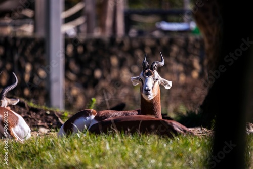 Dama gazelles laying in the green field
