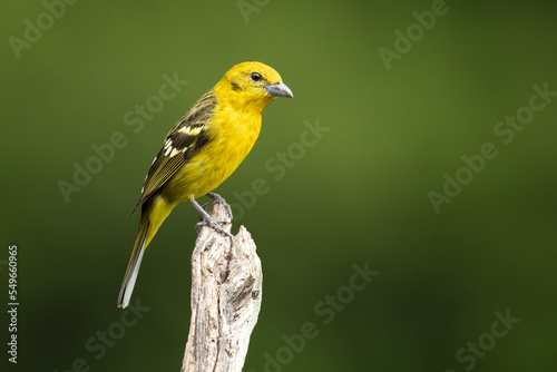 Flame-colored tanager (Piranga bidentata), formerly known as the stripe-backed tanager, is a medium-sized American songbird in the family Cardinalidae, the cardinals or cardinal grosbeaks.