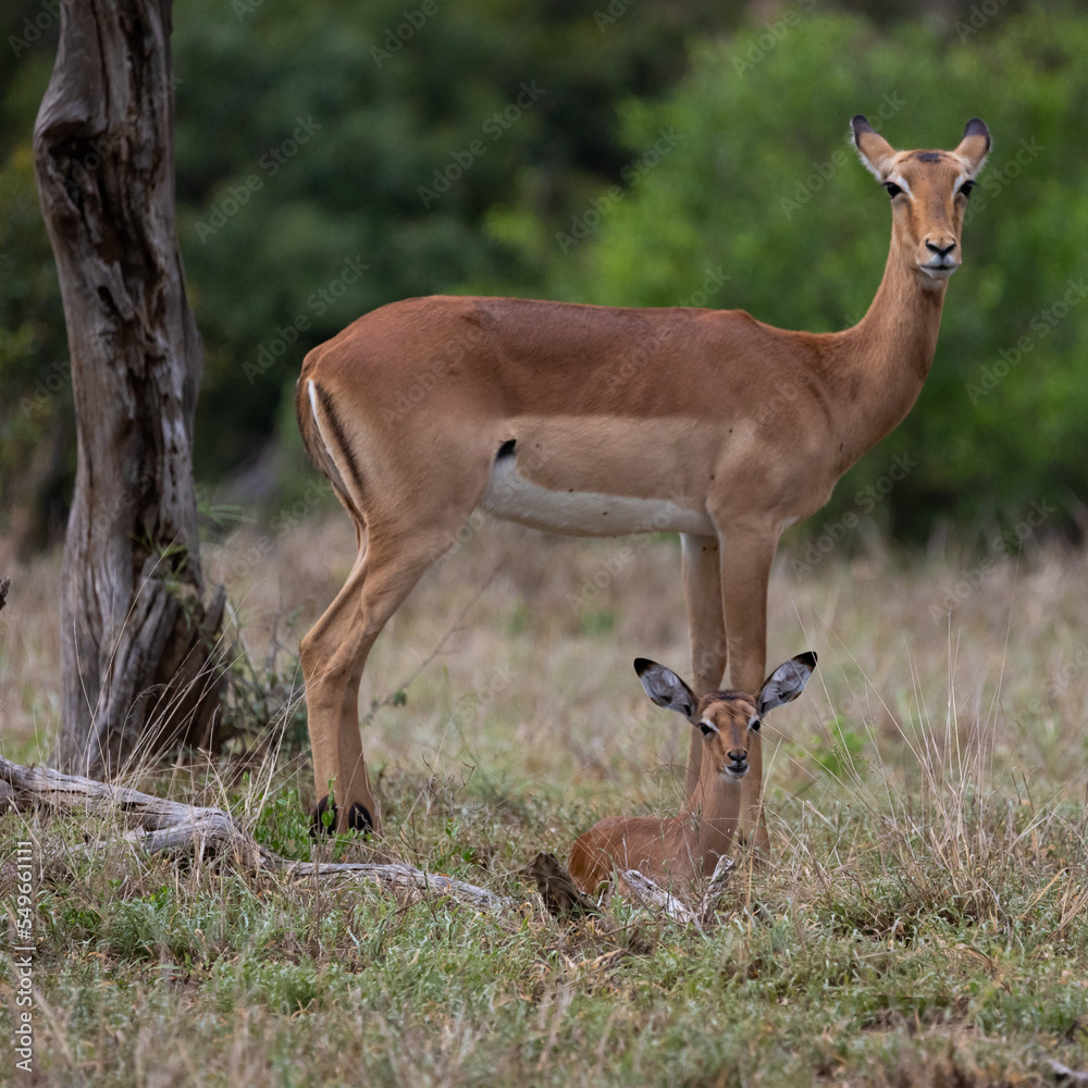 an impala ewe and a new born lamb an impala ewe and a new born lamb