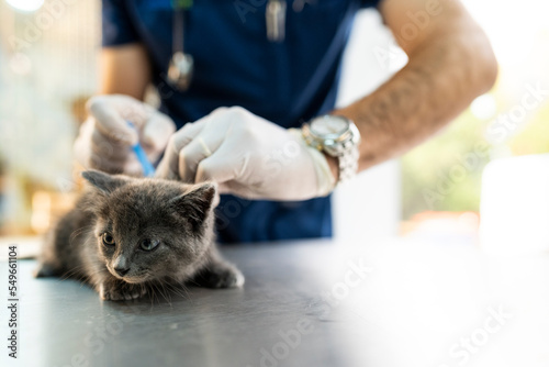 Veterinarian giving vaccination to kitten at clinic photo