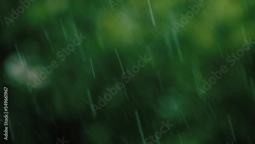 rain falling in the forest