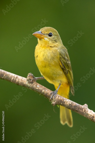 Summer tanager (Piranga rubra) is a medium-sized American songbird. Formerly placed in the tanager family (Thraupidae), it and other members of its genus are now classified in the cardinal family