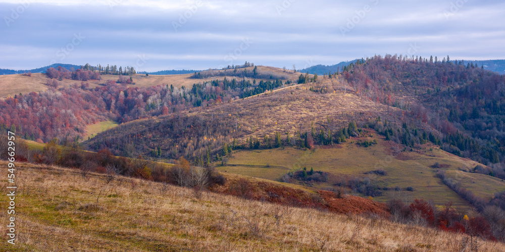 countryside landscape in november. forest in fall foliage on colorful hills rolling in to the distance. calm nature scenery in dappled light