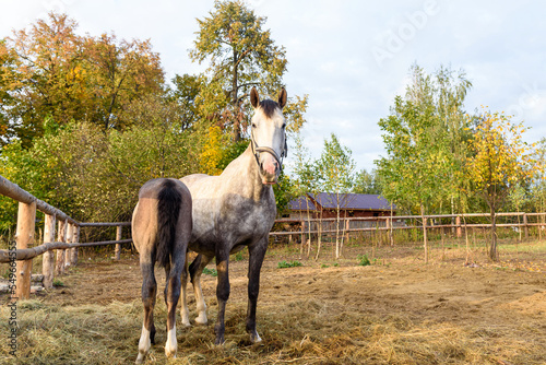 Cute grey horse with little foal graze dry grass on ranch in autumn. Curious mare looks at camera while colt enjoys milk. Livestock husbandry