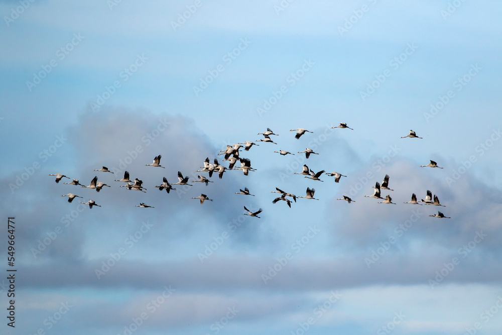A flock of common crane (Grus grus) flying by during migration. Estonia, Northern Europe A flock of common crane (Grus grus) flying by during migration. Estonia, Northern Europe