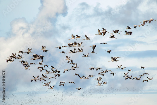 A flock of common crane (Grus grus) flying during autumn migration. Estonia, Northern Europe