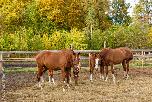 Chestnut horses with little foals graze on ranch area in autumn. Purebred mares with cute litter eat dry grass at livestock farm