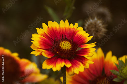 Vivid indian blanket  gaillardia pulchella  flower in the garden with copy space