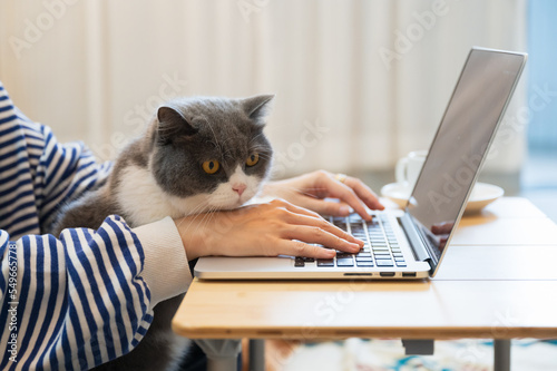 British Shorthair cat accompanies its owner to telecommute at home