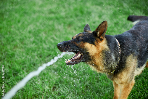 Playful Dog German Shepherd tries to catch water from garden hose on a hot summer day at backyard home..