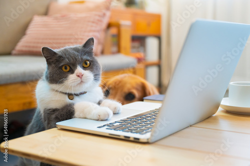 British shorthair cat lying in front of the computer pretending to work © chendongshan