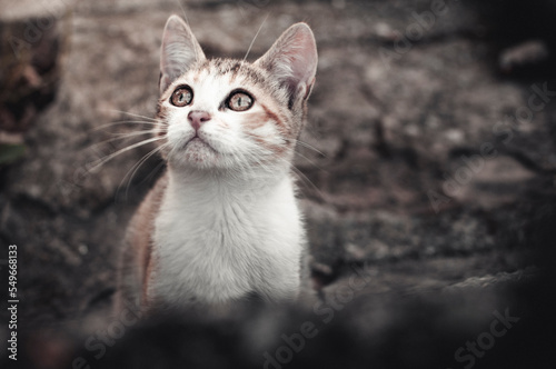 A cat with a curious look on the street
