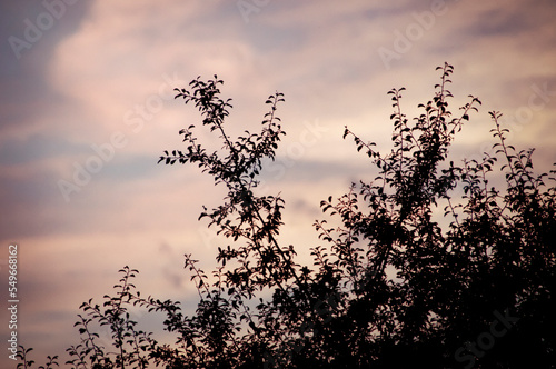 The silhouette of some bushes covers the evening sky