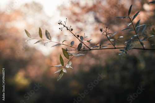 A lonely young branch inside the forest

