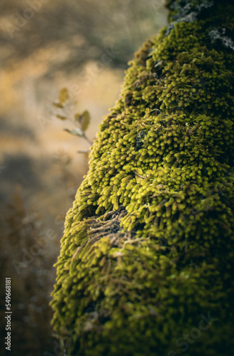 Tree covered with moss inside the forest.
